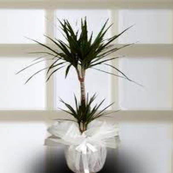  Balıkesir Altınova Çiçek 2 li Dracena Marginata Çiçeği