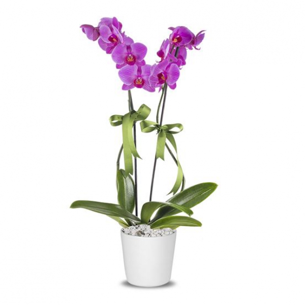  Altınova Çiçek Gönder Saksı Phalaenopsis Çiftli Mor Orkide