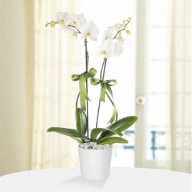 Balıkesir Altınova Çiçekçi Saksı Phalaenopsis Çiftli Beyaz Orkide