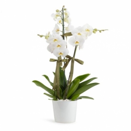 Balıkesir Altınova Çiçekçi Saksı Phalaenopsis Üçlü Beyaz Orkide